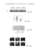 COMPOSITIONS AND METHODS FOR TREATING PROSTATE CANCER diagram and image