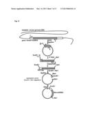 METHOD FOR PRODUCING cAMP USING CHIMERIC OLFACTORY RECEPTOR diagram and image