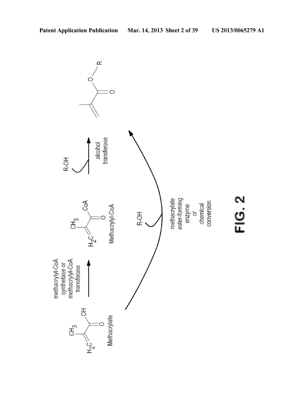 MICROORGANISMS FOR PRODUCING METHACRYLIC ACID AND METHACRYLATE ESTERS AND     METHODS RELATED THERETO - diagram, schematic, and image 03