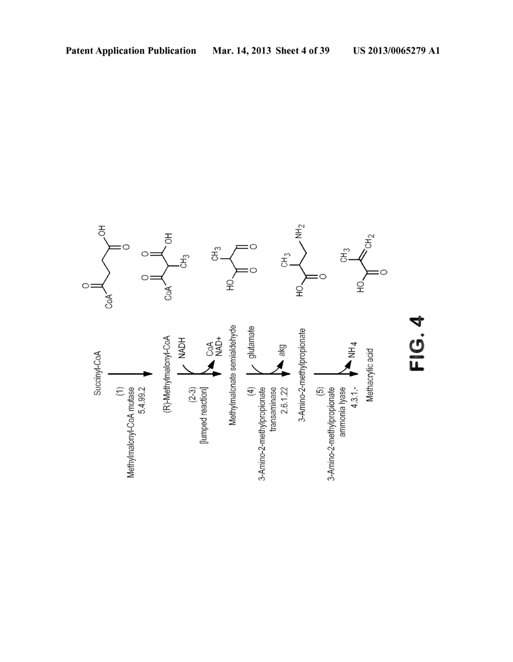 MICROORGANISMS FOR PRODUCING METHACRYLIC ACID AND METHACRYLATE ESTERS AND     METHODS RELATED THERETO - diagram, schematic, and image 05