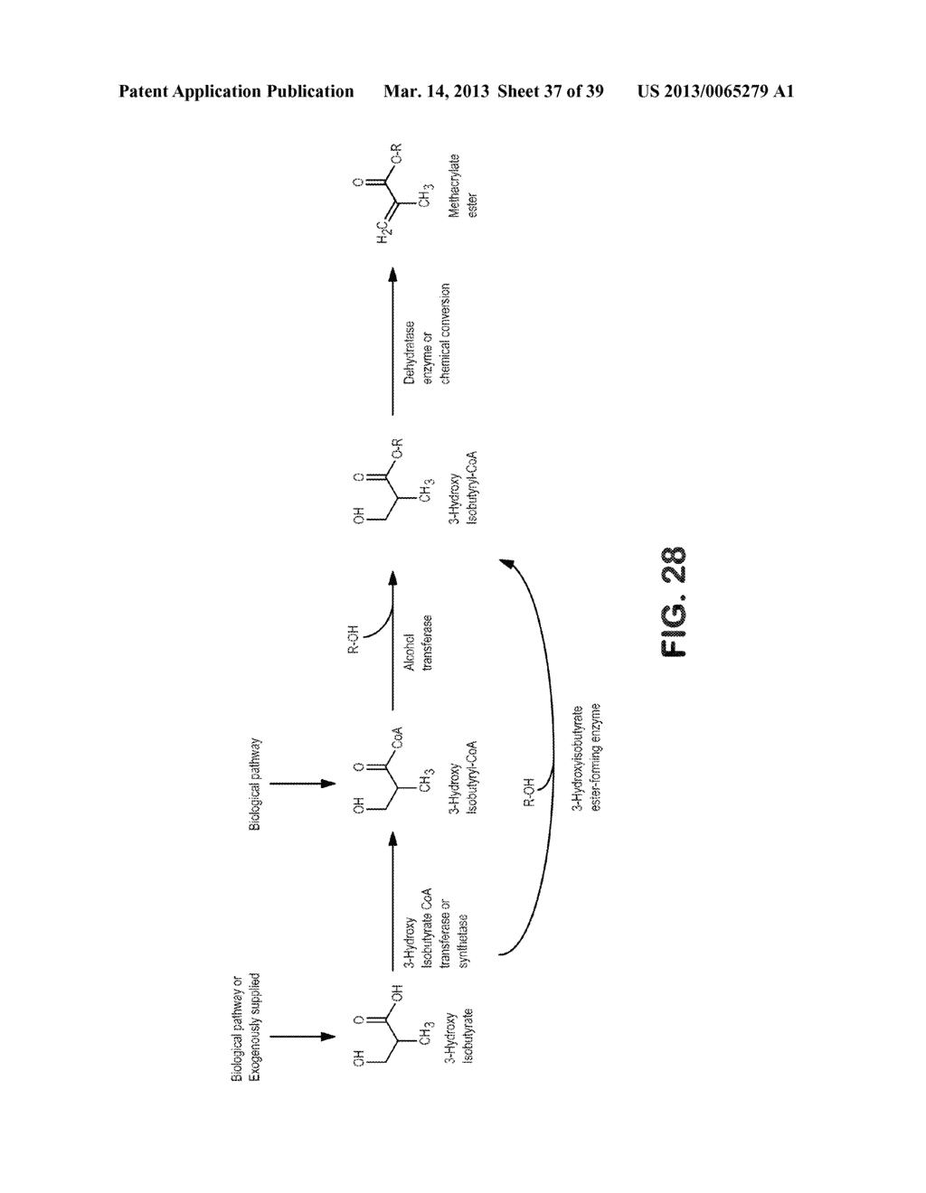 MICROORGANISMS FOR PRODUCING METHACRYLIC ACID AND METHACRYLATE ESTERS AND     METHODS RELATED THERETO - diagram, schematic, and image 38