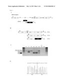 NUCLEIC ACID MOLECULES AND METHODS FOR EXCHANGING EXON(S) BY TRANSSPLICING diagram and image