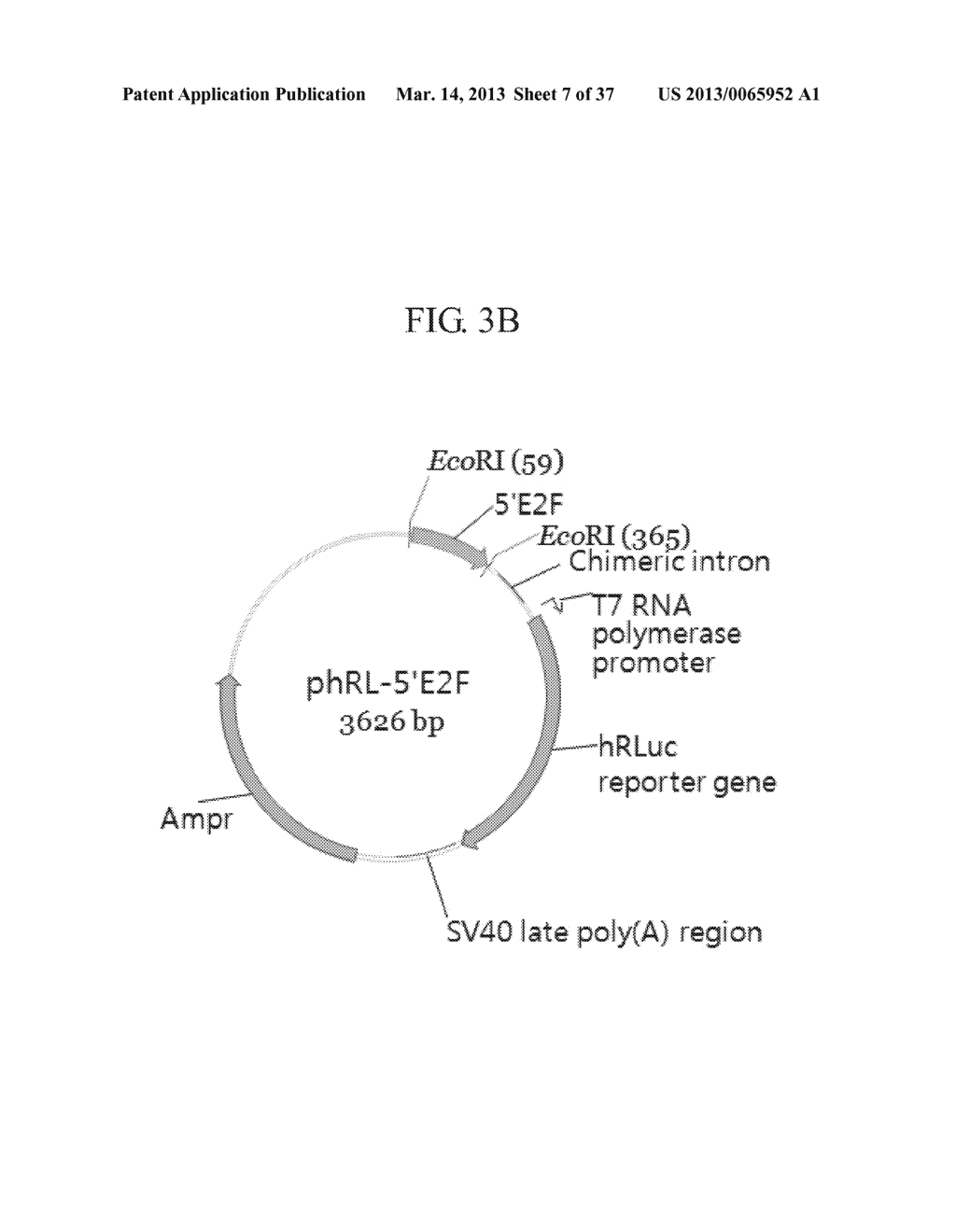 TUMOR-SPECIFIC PROMOTER AND ONCOLYTIC VIRUS VECTOR COMPRISING THE SAME - diagram, schematic, and image 08