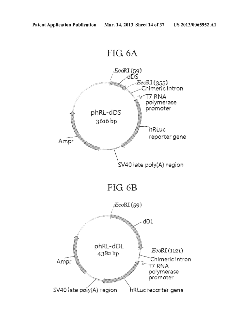 TUMOR-SPECIFIC PROMOTER AND ONCOLYTIC VIRUS VECTOR COMPRISING THE SAME - diagram, schematic, and image 15