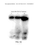 Use of Antisense Oligonucleotides or siRNA to Suppress Expression of     eIF-5A1 diagram and image