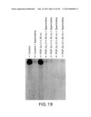 Use of Antisense Oligonucleotides or siRNA to Suppress Expression of     eIF-5A1 diagram and image