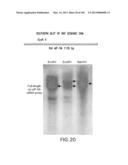 Use of Antisense Oligonucleotides or siRNA to Suppress Expression of     eIF-5A1 diagram and image