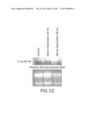 Use of Antisense Oligonucleotides or siRNA to Suppress Expression of     eIF-5A1 diagram and image