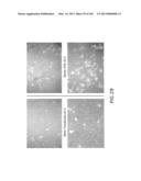 Use of Antisense Oligonucleotides or siRNA to Suppress Expression of     eIF-5A1 diagram and image