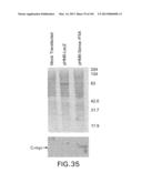 Use of Antisense Oligonucleotides or siRNA to Suppress Expression of     eIF-5A1 diagram and image