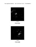 Use of Antisense Oligonucleotides or siRNA to Suppress Expression of     eIF-5A1 diagram and image