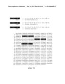 Use of Antisense Oligonucleotides or siRNA to Suppress Expression of     eIF-5A1 diagram and image