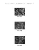 DIELECTROPHORETIC CELL CAPTURE diagram and image