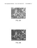 DIELECTROPHORETIC CELL CAPTURE diagram and image