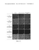 DIELECTROPHORETIC CELL CAPTURE diagram and image