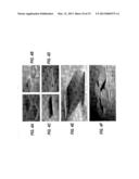 PRINTING TRANSFERABLE COMPONENTS USING MICROSTRUCTURED ELASTOMERIC     SURFACES WITH PRESSURE MODULATED REVERSIBLE ADHESION diagram and image