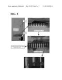 PAD FOR TOUCH PANEL AND TOUCH PANEL USING THE SAME diagram and image