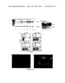 METHODS OF TREATMENT OF HEMOPHILIA diagram and image