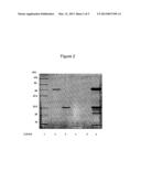 Immunogen and Antivenom Against Violin Spider Venom diagram and image