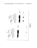 METHODS FOR MODULATING HEMATOPOIESIS AND VASCULAR GROWTH diagram and image