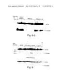 METHODS FOR MODULATING HEMATOPOIESIS AND VASCULAR GROWTH diagram and image