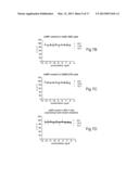 Human CGRP Receptor Binding Proteins diagram and image