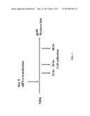 RETINOID-LIPOSOMES FOR TREATING FIBROSIS diagram and image