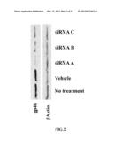 RETINOID-LIPOSOMES FOR TREATING FIBROSIS diagram and image