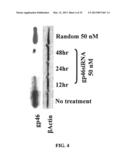 RETINOID-LIPOSOMES FOR TREATING FIBROSIS diagram and image