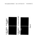 METHODS, PROBE SETS, AND KITS FOR DETECTION OF DELETION OF TUMOR     SUPPRESSOR GENES BY FLUORESCENCE IN SITU HYBRIDIZATION diagram and image