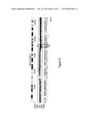 METHODS, PROBE SETS, AND KITS FOR DETECTION OF DELETION OF TUMOR     SUPPRESSOR GENES BY FLUORESCENCE IN SITU HYBRIDIZATION diagram and image