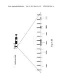 METHODS, PROBE SETS, AND KITS FOR DETECTION OF DELETION OF TUMOR     SUPPRESSOR GENES BY FLUORESCENCE IN SITU HYBRIDIZATION diagram and image