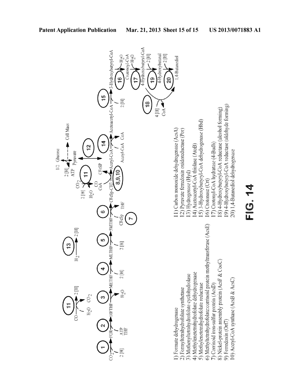 METHODS AND ORGANISMS FOR UTILIZING SYNTHESIS GAS OR OTHER GASEOUS CARBON     SOURCES AND METHANOL - diagram, schematic, and image 16