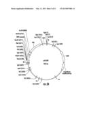 PLANTS EXPRESSING CELL WALL DEGRADING ENZYMES AND EXPRESSION VECTORS diagram and image