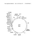 PLANTS EXPRESSING CELL WALL DEGRADING ENZYMES AND EXPRESSION VECTORS diagram and image