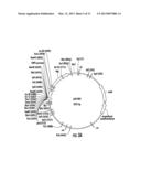 PLANTS EXPRESSING CELL WALL DEGRADING ENZYMES AND EXPRESSION VECTORS diagram and image