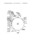 PLANTS EXPRESSING CELL WALL DEGRADING ENZYMES AND EXPRESSION VECTORS diagram and image