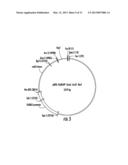 PLANTS EXPRESSING CELL WALL DEGRADING ENZYMES AND EXPRESSION VECTORS diagram and image