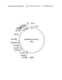 PLANTS EXPRESSING CELL WALL DEGRADING ENZYMES AND EXPRESSION VECTORS diagram and image