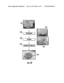 PLANTS EXPRESSING CELL WALL DEGRADING ENZYMES AND EXPRESSION VECTORS diagram and image