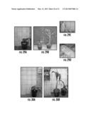 PLANTS EXPRESSING CELL WALL DEGRADING ENZYMES AND EXPRESSION VECTORS diagram and image