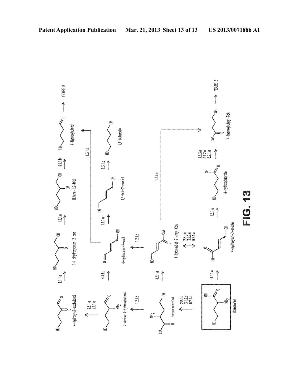 MICROORGANISMS FOR THE PRODUCTION OF 1,4-BUTANEDIOL - diagram, schematic, and image 14