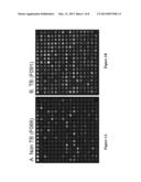 Compositions And Methods For Immunodominant Antigens of Mycobacterium     Tuberculosis diagram and image