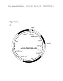 BIOSYNTHETIC PROLINE/ALANINE RANDOM COIL POLYPEPTIDES AND THEIR USES diagram and image