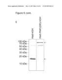 BIOSYNTHETIC PROLINE/ALANINE RANDOM COIL POLYPEPTIDES AND THEIR USES diagram and image