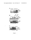 CD44V6 PEPTIDES AS INHIBITORS OF BACTERIAL INFECTIONS diagram and image