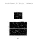 CD44V6 PEPTIDES AS INHIBITORS OF BACTERIAL INFECTIONS diagram and image