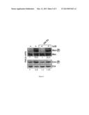 CD44V6 PEPTIDES AS INHIBITORS OF BACTERIAL INFECTIONS diagram and image