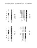 SAPOSIN-A DERIVED PEPTIDES AND USES THEREOF diagram and image