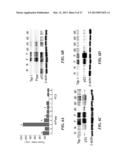 SAPOSIN-A DERIVED PEPTIDES AND USES THEREOF diagram and image